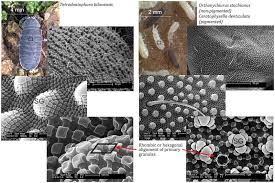 If you have springtails gathering around your property, it's best to contact a pest control company like pest control inc. Springtail Skin Combines Bristles And A Unique Nanoscopic Comb Pattern Download Scientific Diagram
