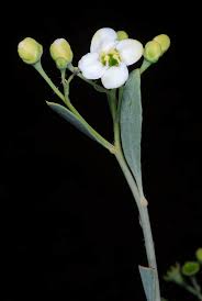 Image result for Montiniaceae