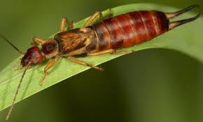 Ohrwurm Ohrenkneifer In 2020 Ohrenkneifer Schadlinge Ohrwurm