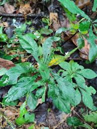 Image result for Elytraria acaulis