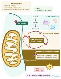 Cellular Respiration: What Is It, Its Purpose, and More | Osmosis
