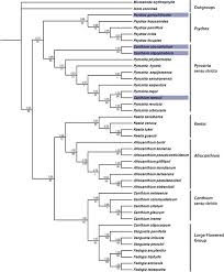 Image result for Psydrax livida