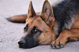 German Shepherd Grooming Tips For Brushing Trimming