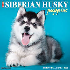 Meet our new husky puppy, shiloh! Just Siberian Husky Puppies 2021 Wall Calendar Dog Breed Calendar Willow Creek Press 9781549213359 Amazon Com Books
