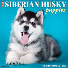 Mit welpen paradise finden sie bequem, bequem und einfach ihren perfekten welpen. Just Siberian Husky Puppies 2021 Calendar Willow Creek Press Amazon De Bucher