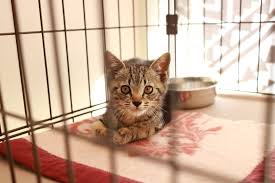 この子らは何もしてない…」殺処分を担当する動物愛護センター職員 人と動物がともに暮らせる未来を目指す｜PICKUPニュース｜徳島新聞デジタル