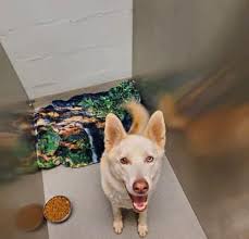 FORSYTH  https://www.facebook.com/photo/?fbid=10232547013910256&set=gm.1428883301648505&idorvanity=286082585928588  Bryan Sheppard Anyone missing this dog? This is is i in my driveway at 904  Casey Rd. He didn't seem to have a Collar, and not ta a all ...