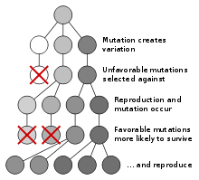 Then another single gene would be examined in a specific group and so on. Pattern Hair Loss Wikipedia