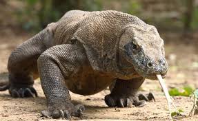 Menempati urutan kedua pulau terbesar di indonesia, nyatanya kalimantan juga merupakan pulau terbesar ketiga di dunia. Ini Nih 5 Fakta Unik Komodo Si Kadal Terbesar Di Dunia Star Farm International