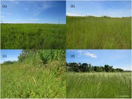 Image result for Eragrostis chapelieri