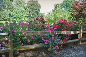 Trees, mulch, rocks, and flowers are the perfect. How To Make The Most Of A Split Rail Fence On Your Backyard