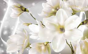 White Rose ورد أبيض Fototapete Wandbild Wand Weisse Blumen