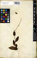 Image result for Emilia jeffreyana