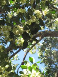 Image result for Droguetia ambigua