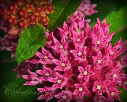 Purple Milkweed Asclepias Purpurascens Needed By The Monarchs And Great At Breaking Up Heavy Clay Soils Asclepias Asclepias Tuberosa Milkweed