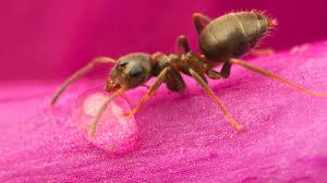 So sollten spalten, ritzen und fugen im mauerwerk verschlossen werden. Was Hilft Gegen Ameisen In Haus Und Garten Br24