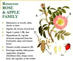 Image result for Rosaceae