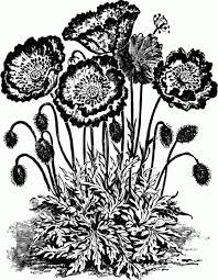 Vintage Poppy Black And White Clip Art Vintage Fangirl Clip Art Vintage Vintage Flowers Vintage Flower Tattoo