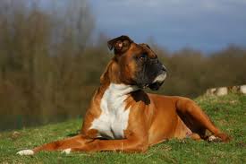 Boxer Dog Size Basic Info Boxer Dog Info And Health Tips