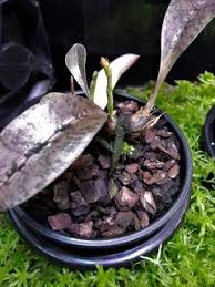 Image result for Oeceoclades maculata × quadriloba