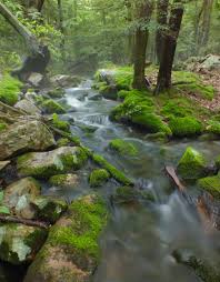 Evergreen audubon/nature center po box 523 evergreen, co 80437. File Flickr Nicholas T Hook Natural Area 7 Jpg Wikipedia
