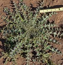 Image result for Carduus leptacanthus