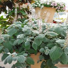 Image result for Plectranthus alboviolaceus