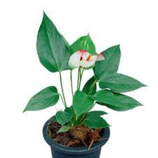 It does well in a humid environment and grows beautiful, light pink flowers. Flowering Plants Archives Indoor Plants Philippines Unbeleafable Ph