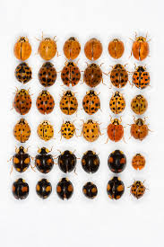 61 Ladybug Frequently Asked Questions Get Ladybug Facts Here