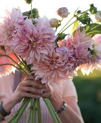 These plants, commonly known as bulb plants, may seem mysterious, but they're easy to grow and make a fun, vibrant addition to any garden. Now In Summer Flowering Bulbs Mahoney S Garden Center