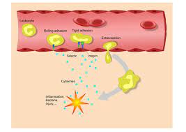 Triosephosphate Isomerase Deficiency Medlineplus Genetics