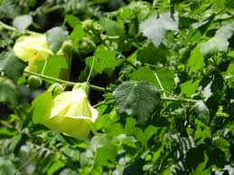 Image result for Hibiscus ludwigii