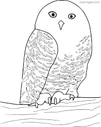 Worse yet, this hotel's rooms are numbered by decimals! Snowy Owl Coloring Page Coloringall