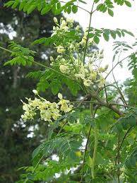 Image result for Moringaceae