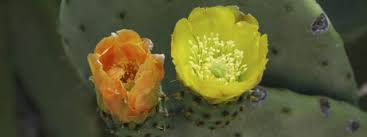 Prickly pears, also known as cactus pears or cactus fruit, are well worth adding to your diet whenever you can find them. Prickly Pear Cactus Indian Figs From Mexico