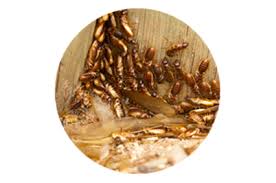 Vt selle ettevõtte 6 suhtlusvõrgustiku lehekülge, sh facebook ja twitter exterminators ja kahjuritõrjelähedal ettevõttele parker pest control. Parker Pest Control Llc Lake Havasu City Az Mohave Local