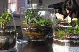 The 11 Best Plants To Grow In Your Terrarium Closed Terrarium Plants Terrarium Plants Cool Plants