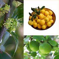 Image result for Dovyalis hispidula