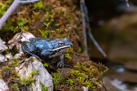Pennsylvania  Wood Frog on a Log