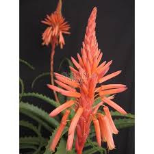 Image result for Aloe arborescens × inyangensis