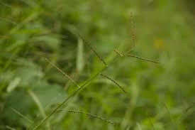 Image result for Urochloa arrecta