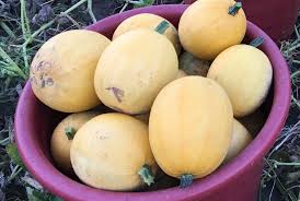 Maybe you would like to learn more about one of these? Small Wonder Spaghetti Squash Premium Garden Seeds Hoss Tools