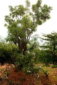 Image result for Philenoptera wankieënsis