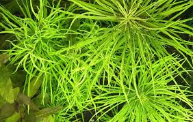 Image result for Pogostemon aquaticus