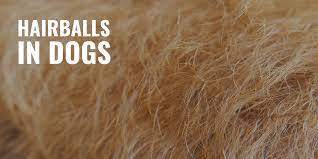Hairballs In Dogs Symptoms Prevention Treatments Faqs