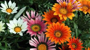 Image result for foto Gazánie