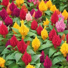 Image result for Celosia