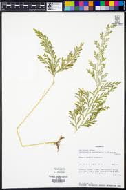 Image result for Selaginella eublepharis