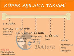 Kopeginize Zarar Verebilecek En Olumcul Hastaliklara Karsi Kopeginizi Mutlaka Asilatmalisiniz Tam Bir Bagisiklik Icin Asilarinizi Uygun Kopek Doktorlar Bilgi