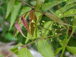 Benefits Of Neem All About Magical Plant Neem Benefits Diys For Health And Beauty